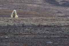 Nunavut, Conningham Inlet - Steven Rose’s photo of Polar Bear