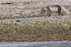 Nunavut, Conningham Inlet - Steven Rose’s photo of Polar Bear