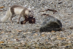 Nunavut, Conningham Inlet - Steven Rose’s photo of playful Arctic Fox