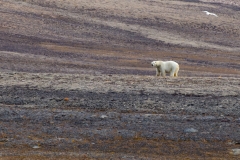 Nunavut, Conningham Inlet - Steven Rose’s photo of Polar Bear
